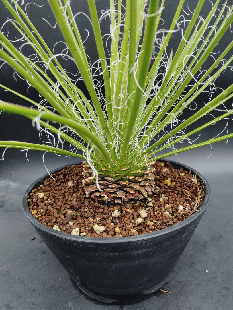 アガベ　ジェミニフローラ