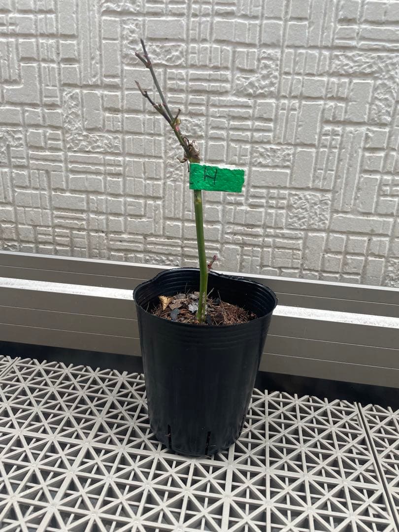 ばら挿し木苗 NguyenNhung