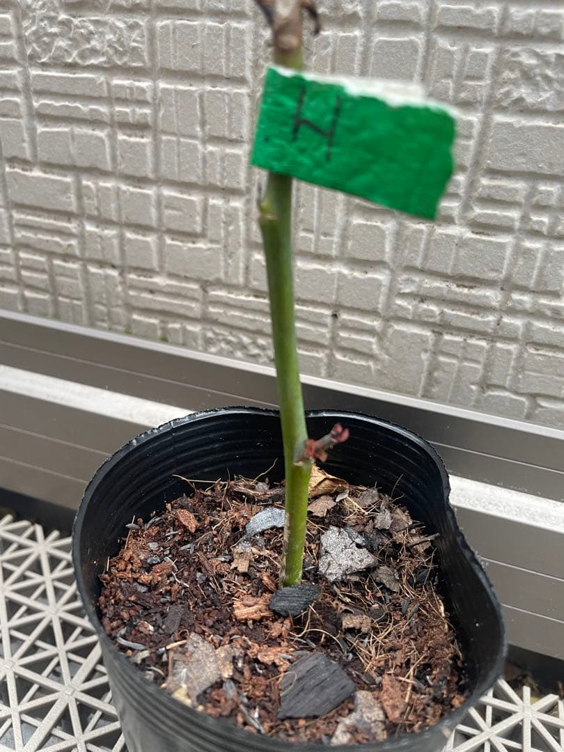 ばら挿し木苗 NguyenNhung