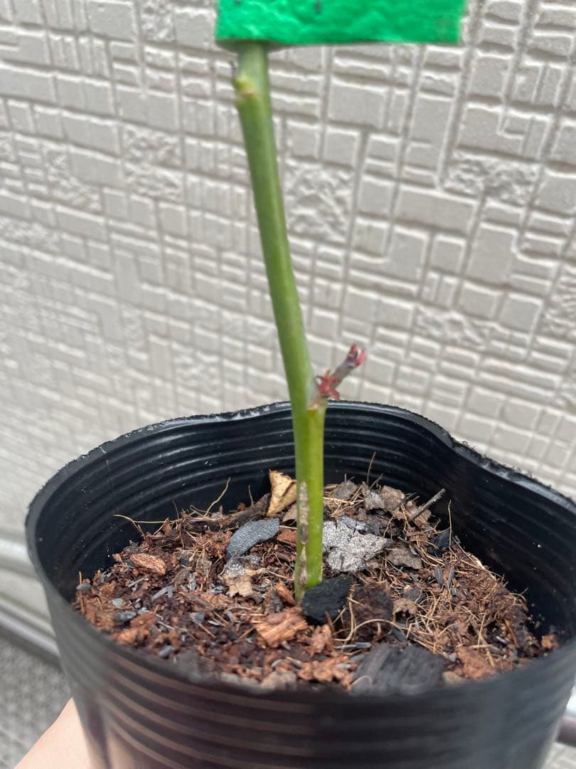 ばら挿し木苗 NguyenNhung