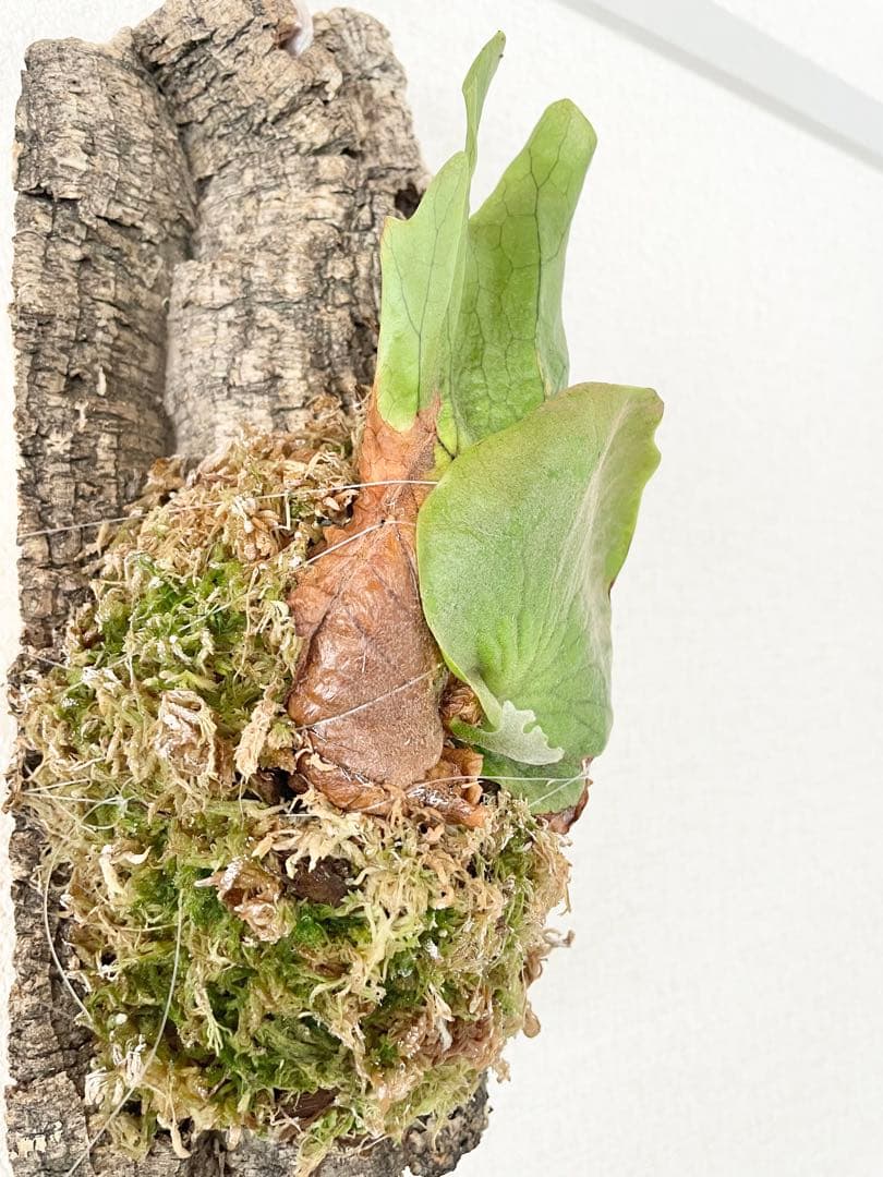 ビカクシダ コロナリウム P. Coronarium