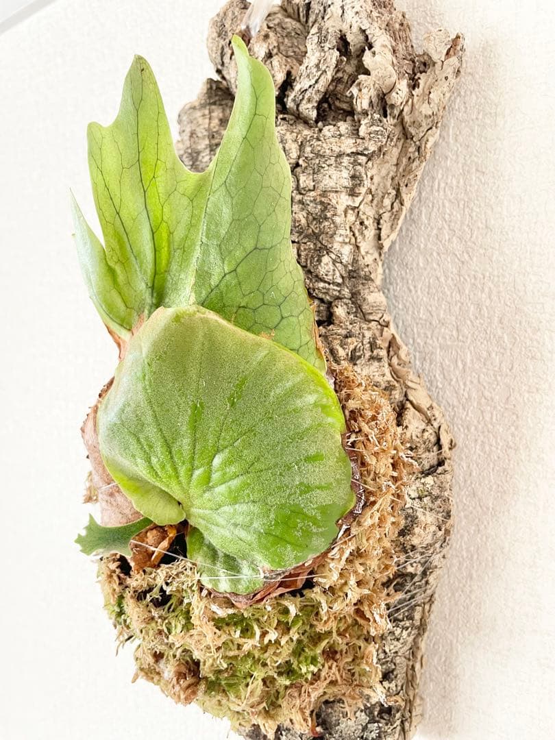 ビカクシダ コロナリウム P. Coronarium