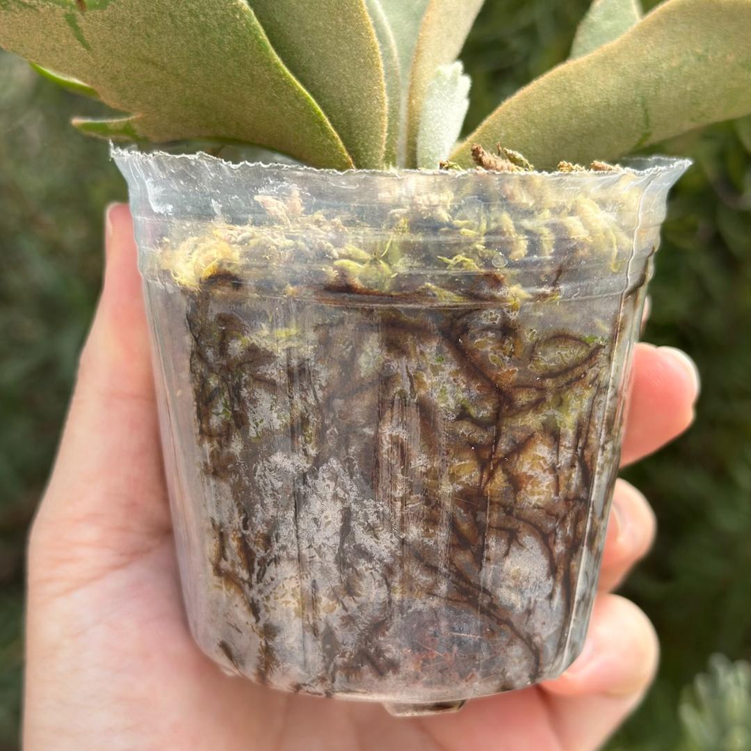 ビカクシダ P.willinckii OMG spore 4007