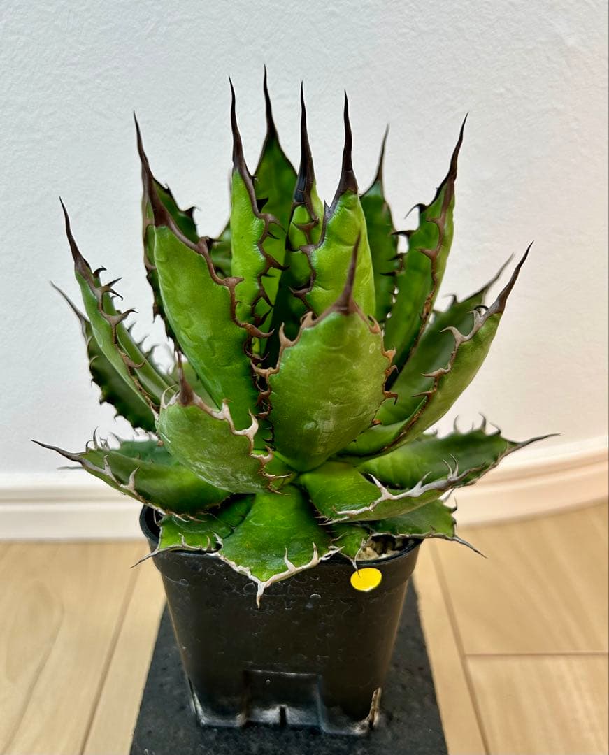 アガベ　ホリダ　実生　超選抜