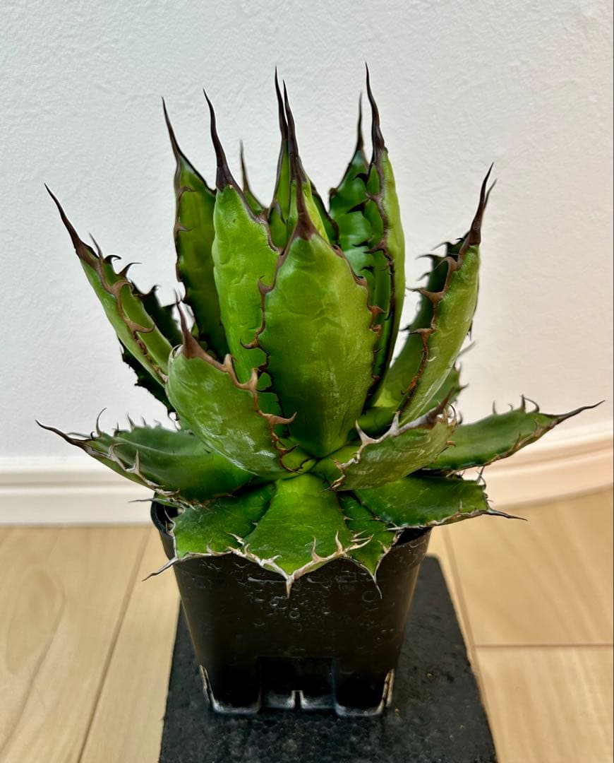 アガベ　ホリダ　実生　超選抜