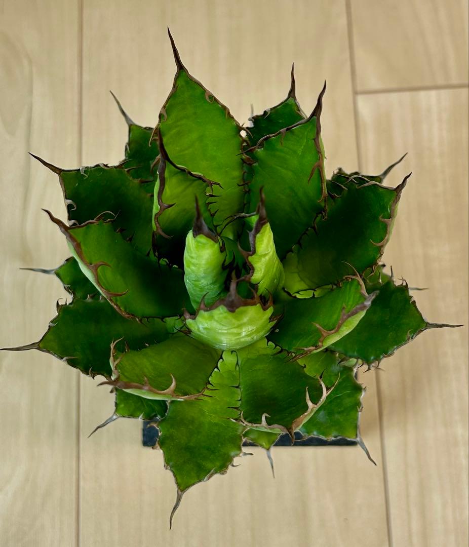 アガベ　ホリダ　実生　超選抜