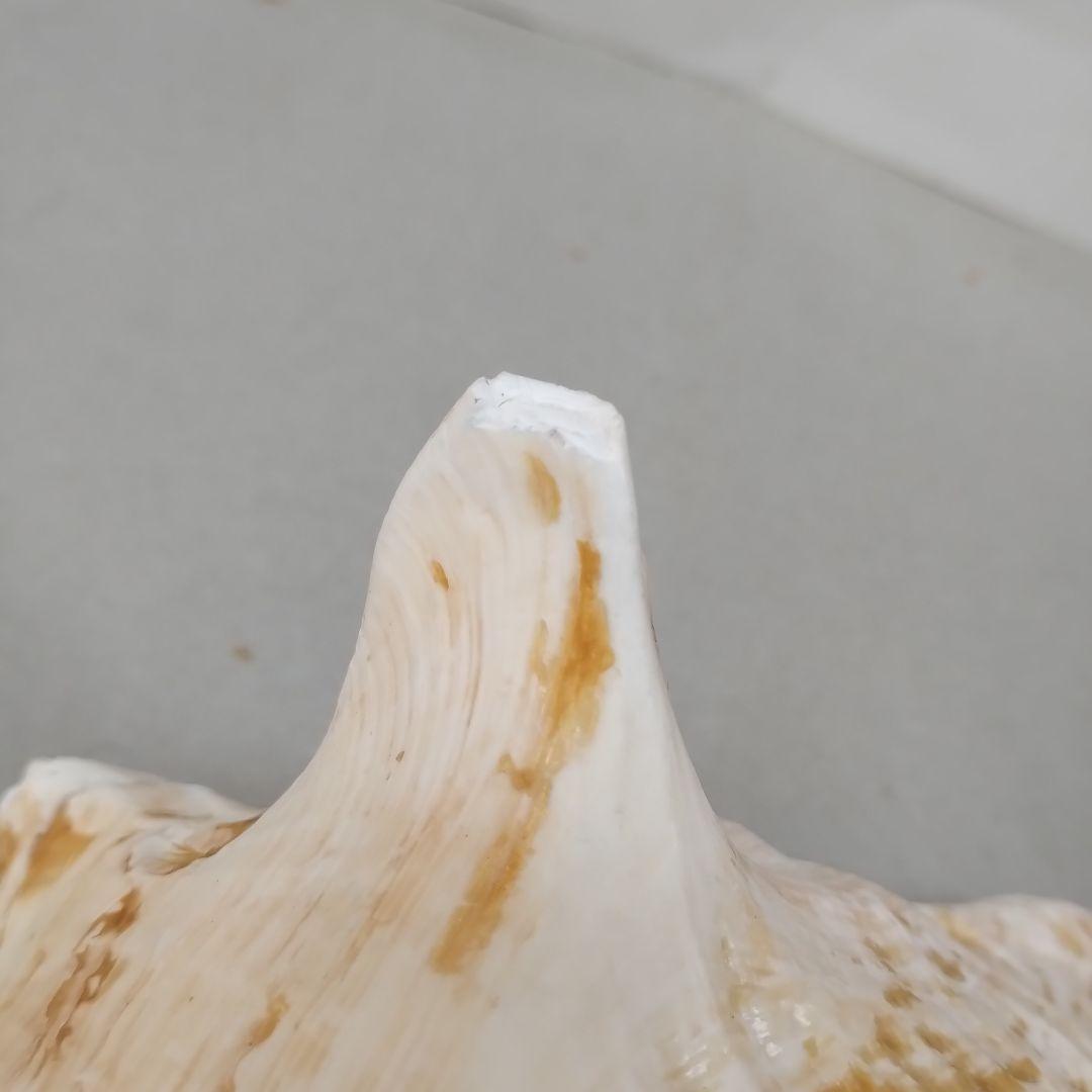 コンク貝　ピンク貝殻　　　置物　貝殻