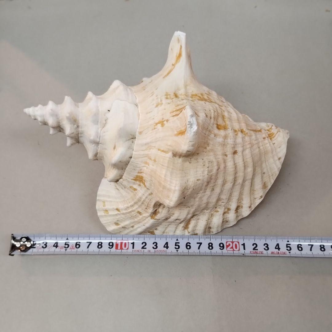 コンク貝　ピンク貝殻　　　置物　貝殻