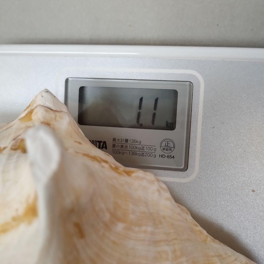 コンク貝　ピンク貝殻　　　置物　貝殻