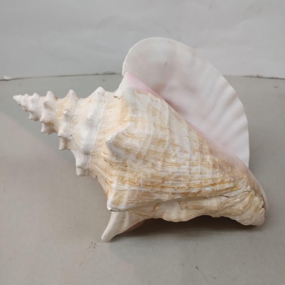 コンク貝　ピンク貝殻　　　置物　貝殻