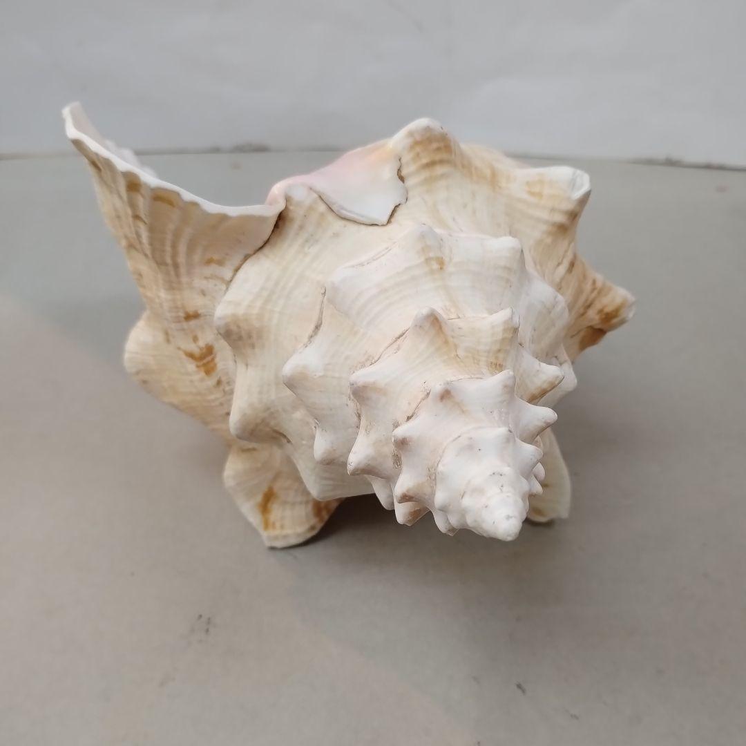 コンク貝　ピンク貝殻　　　置物　貝殻
