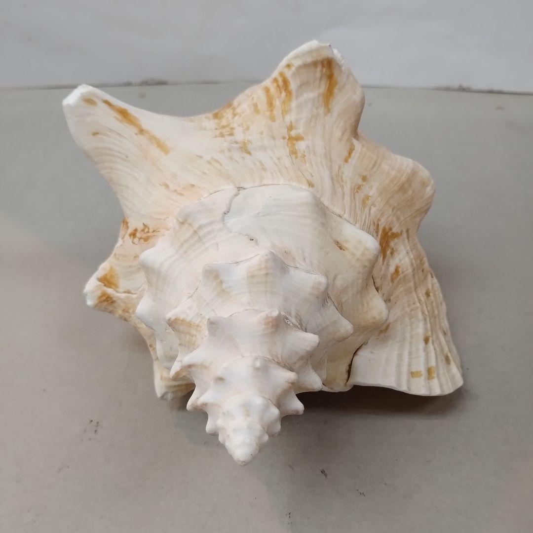 コンク貝　ピンク貝殻　　　置物　貝殻