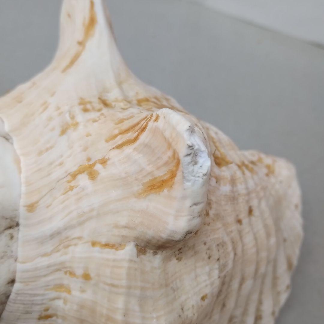 コンク貝　ピンク貝殻　　　置物　貝殻