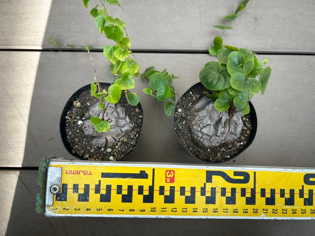 村長　ディアスコレア　エレファンティペス　アフリカ亀甲竜