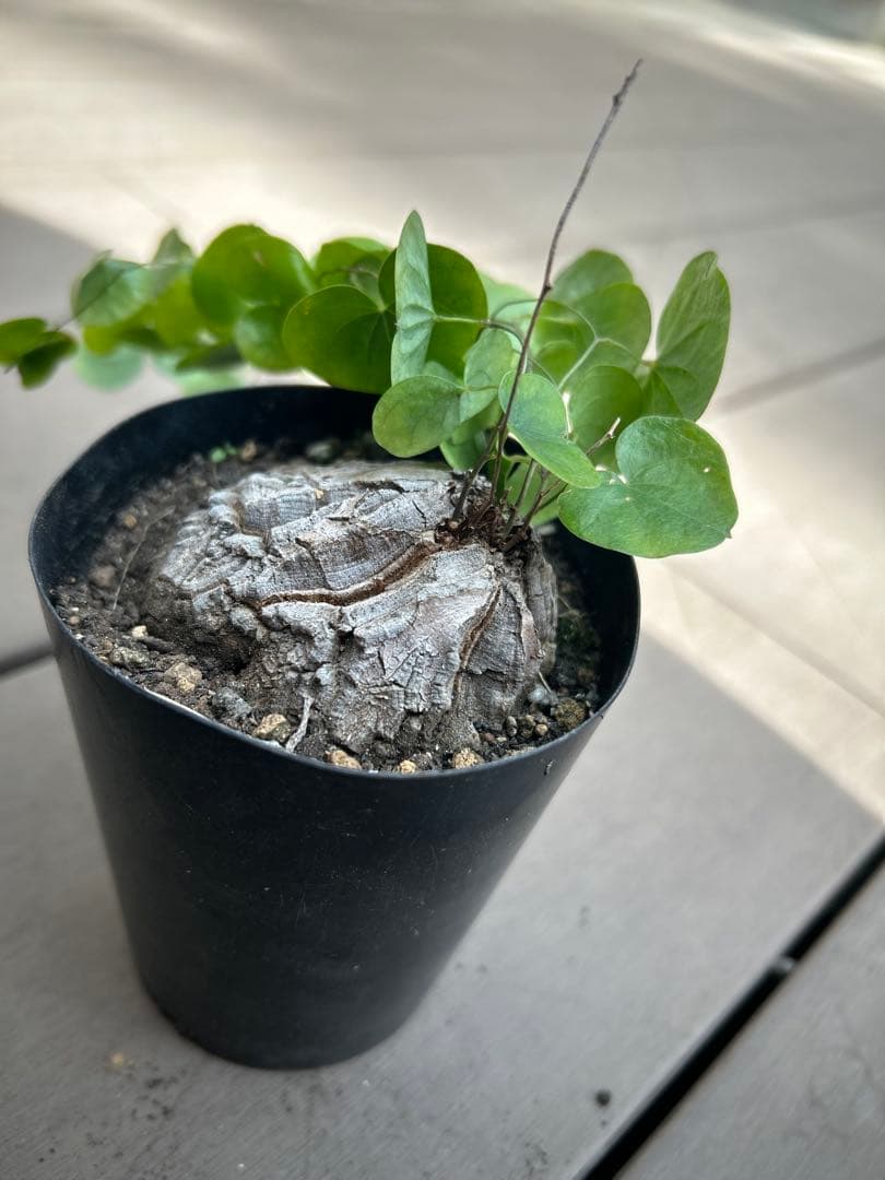 村長　ディアスコレア　エレファンティペス　アフリカ亀甲竜