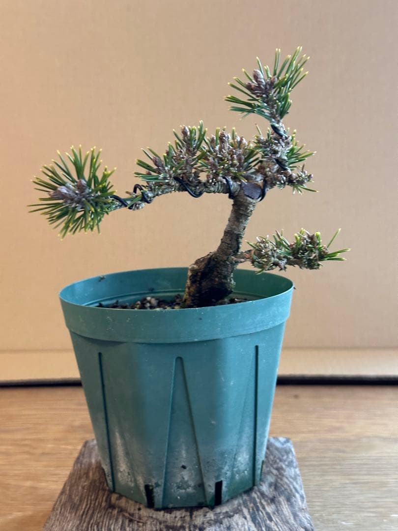盆栽素材 千寿姫