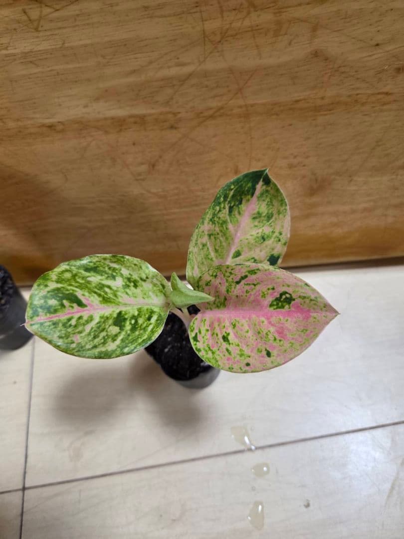 2セット　アグラオネマ　エメラルド　ピンク　ミニ　観葉植物
