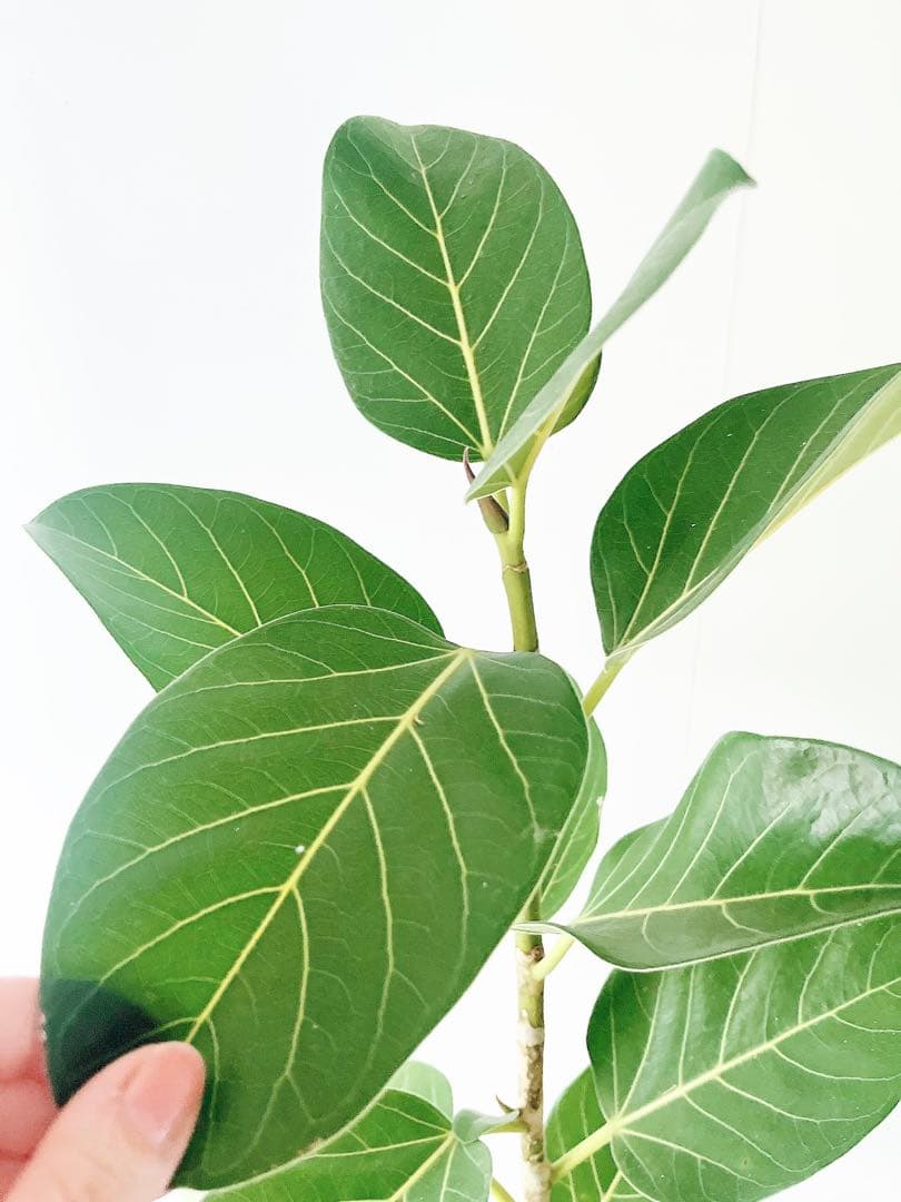 耐陰性強い✨ フィカス ベンガレンシス 上品な観葉植物 calm cafe y