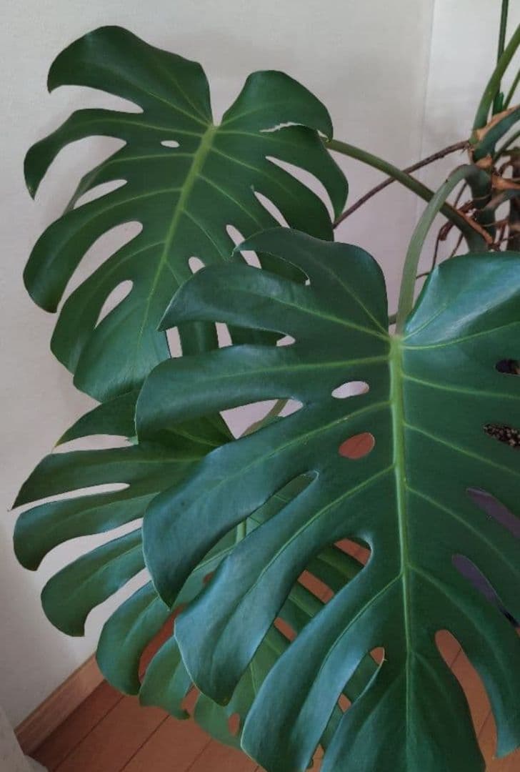 モンステラ 観葉植物デリオシーサ
