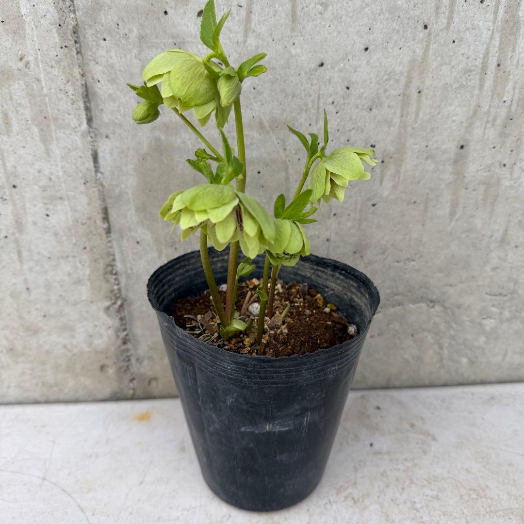 クリスマスローズ　ダブル　ブロッチ　グリーン　4.5号