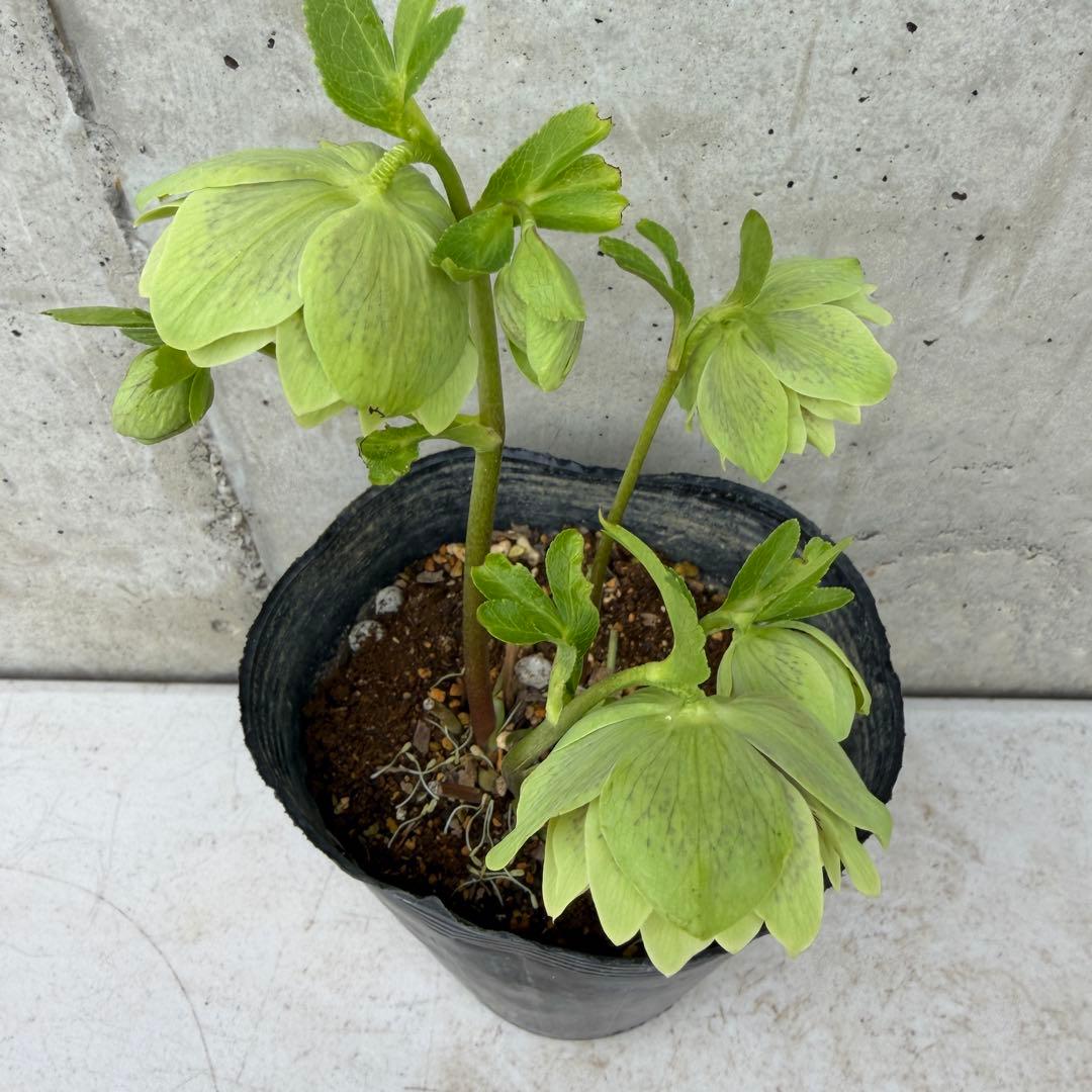 クリスマスローズ　ダブル　ブロッチ　グリーン　4.5号