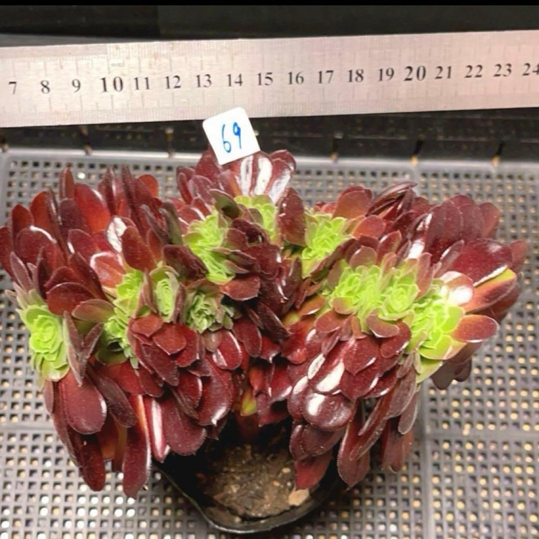 69#多肉植物アエオニウム❤️カシミヤバイオレットセッカ ❤️ 17cm拔き苗