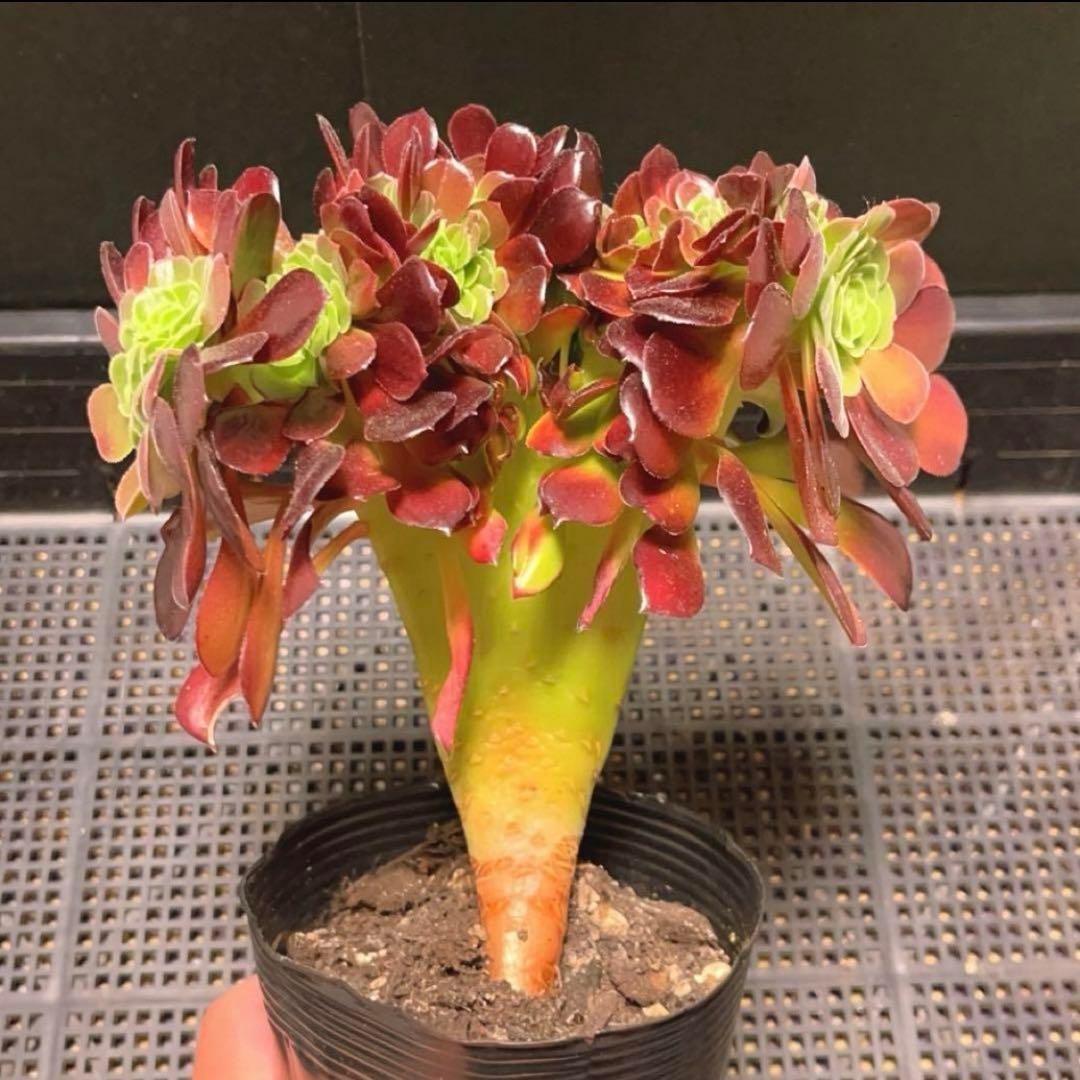 69#多肉植物アエオニウム❤️カシミヤバイオレットセッカ ❤️ 17cm拔き苗