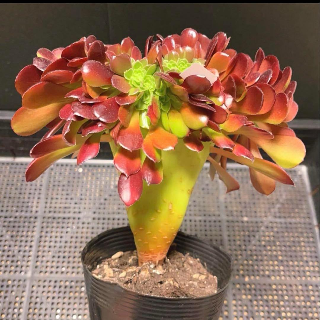 69#多肉植物アエオニウム❤️カシミヤバイオレットセッカ ❤️ 17cm拔き苗