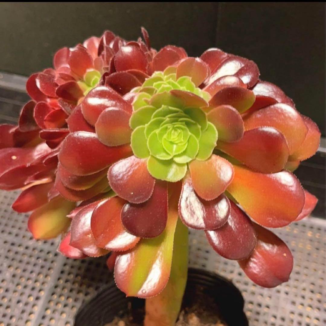 69#多肉植物アエオニウム❤️カシミヤバイオレットセッカ ❤️ 17cm拔き苗