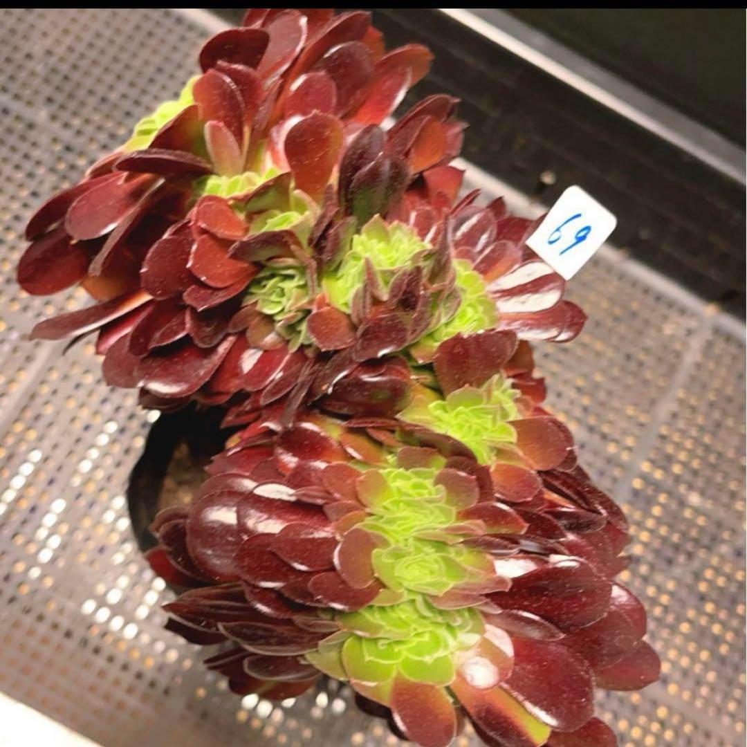 69#多肉植物アエオニウム❤️カシミヤバイオレットセッカ ❤️ 17cm拔き苗