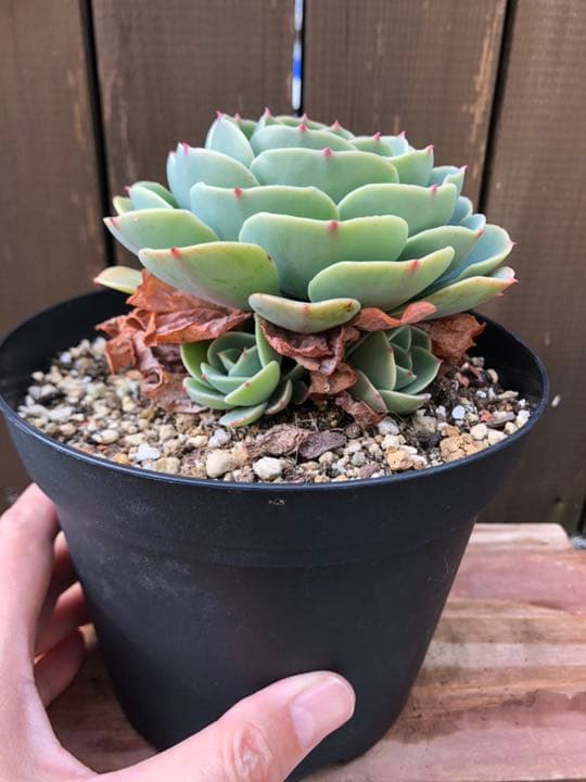 ゆちりんご様ご確認ページです(^○^)