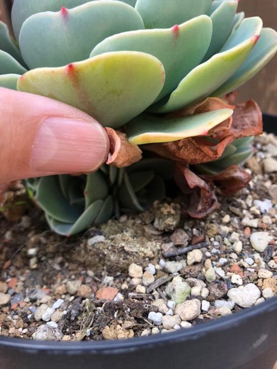 ゆちりんご様ご確認ページです(^○^)