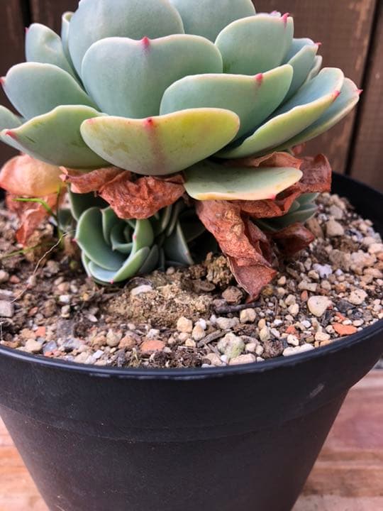 ゆちりんご様ご確認ページです(^○^)