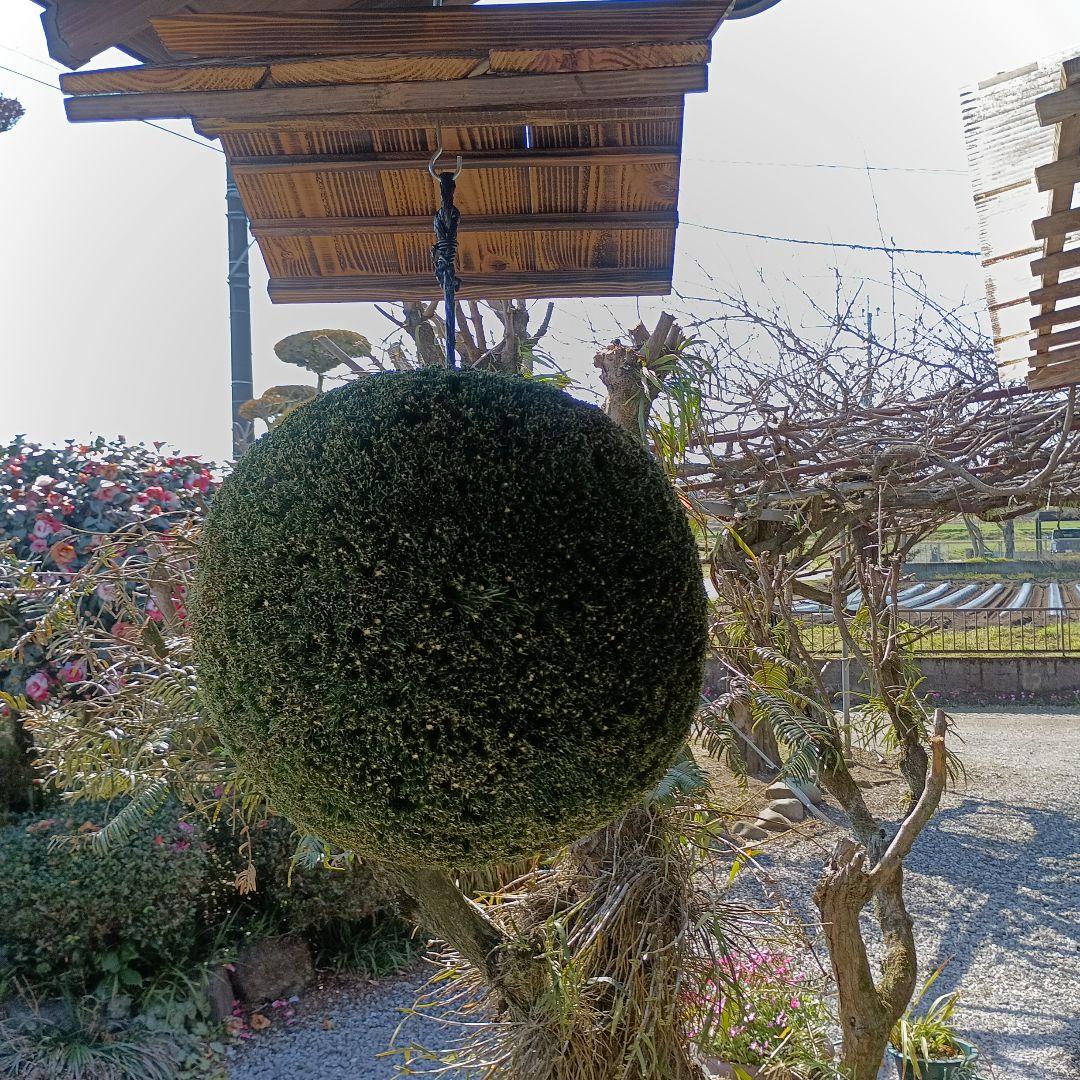 杉玉　直径約33ｃｍ 屋根付き焼杉作り