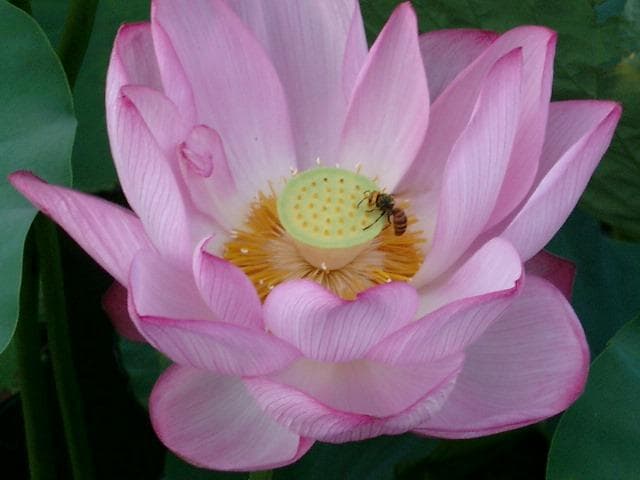 動作品！作例付！PENTAX Optio 430RS 充電器付 オールドコンデジ