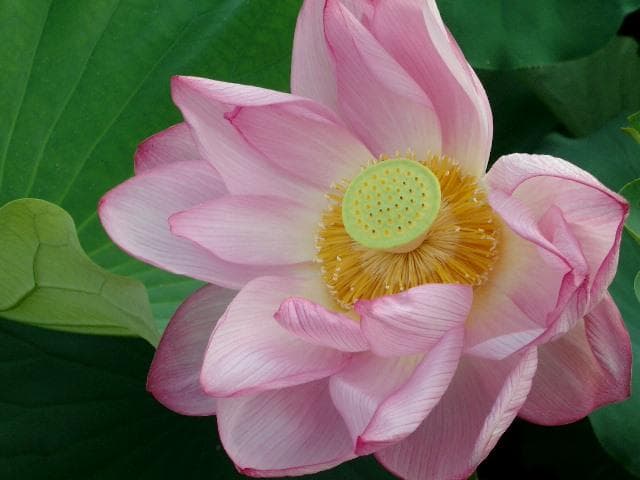 動作品！作例付！PENTAX Optio 430RS 充電器付 オールドコンデジ