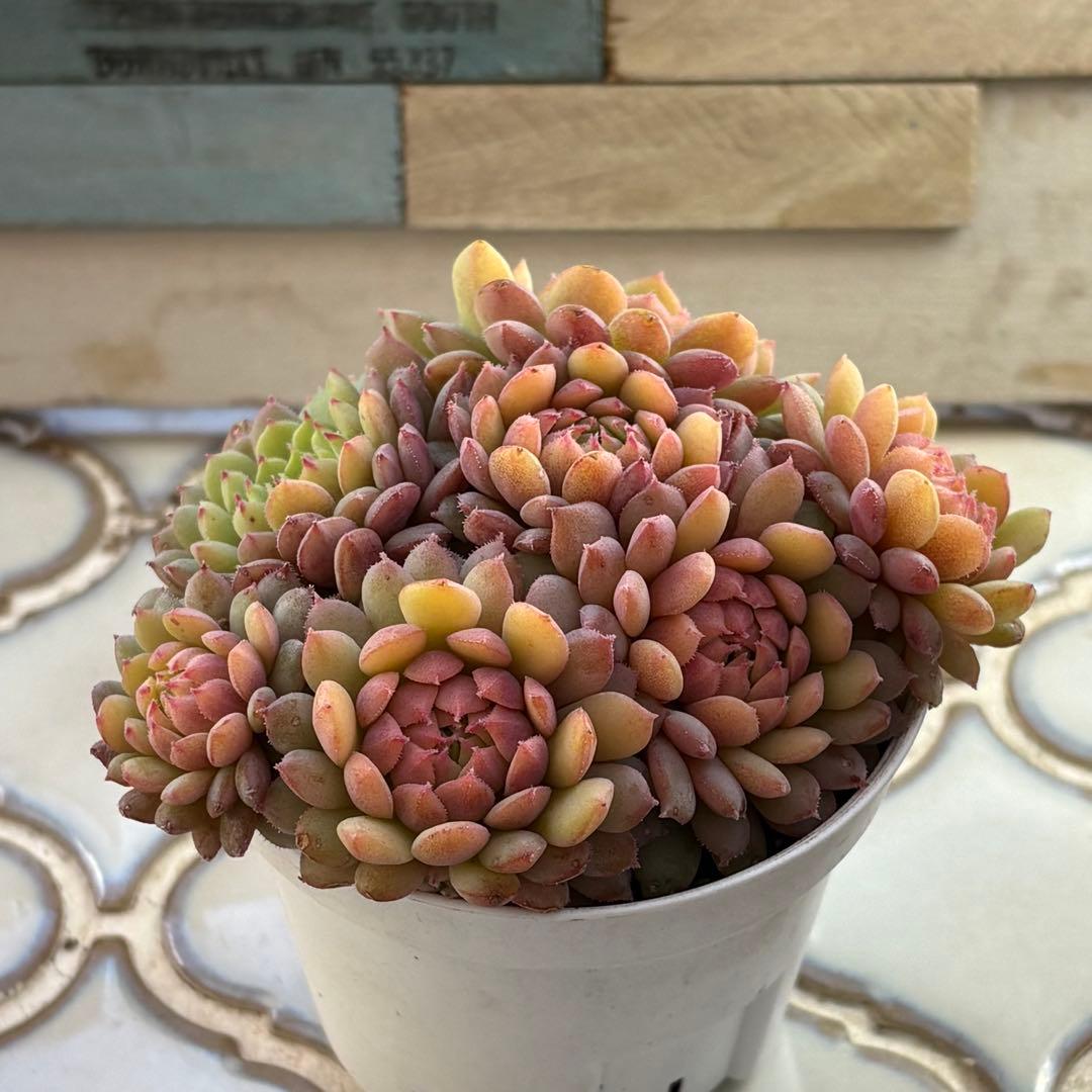 ‪*♡様 ＊ちょこん　おらいさん苗　ミックスベリア　7.5センチスリット鉢