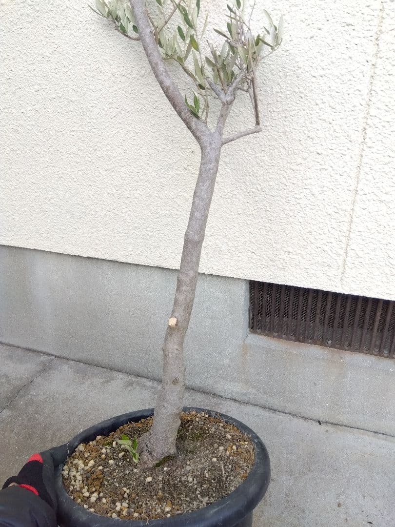 オリーブ　特大❗激安❗　⑧