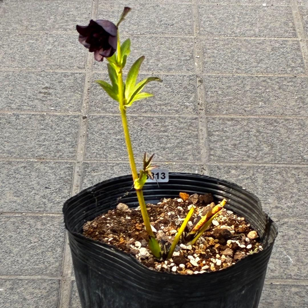 3813☘️2年間管理株☘️⭐️キラキラ輝き花弁⭐️黒⭐️小輪⭐️多弁⭐️艶ピコ⭐️広瀬園芸⭐️