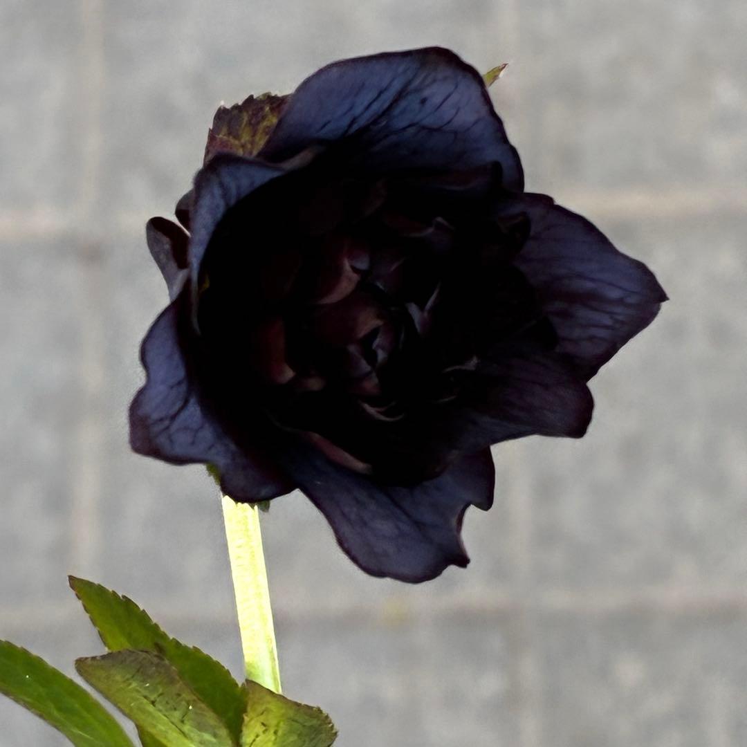 3813☘️2年間管理株☘️⭐️キラキラ輝き花弁⭐️黒⭐️小輪⭐️多弁⭐️艶ピコ⭐️広瀬園芸⭐️