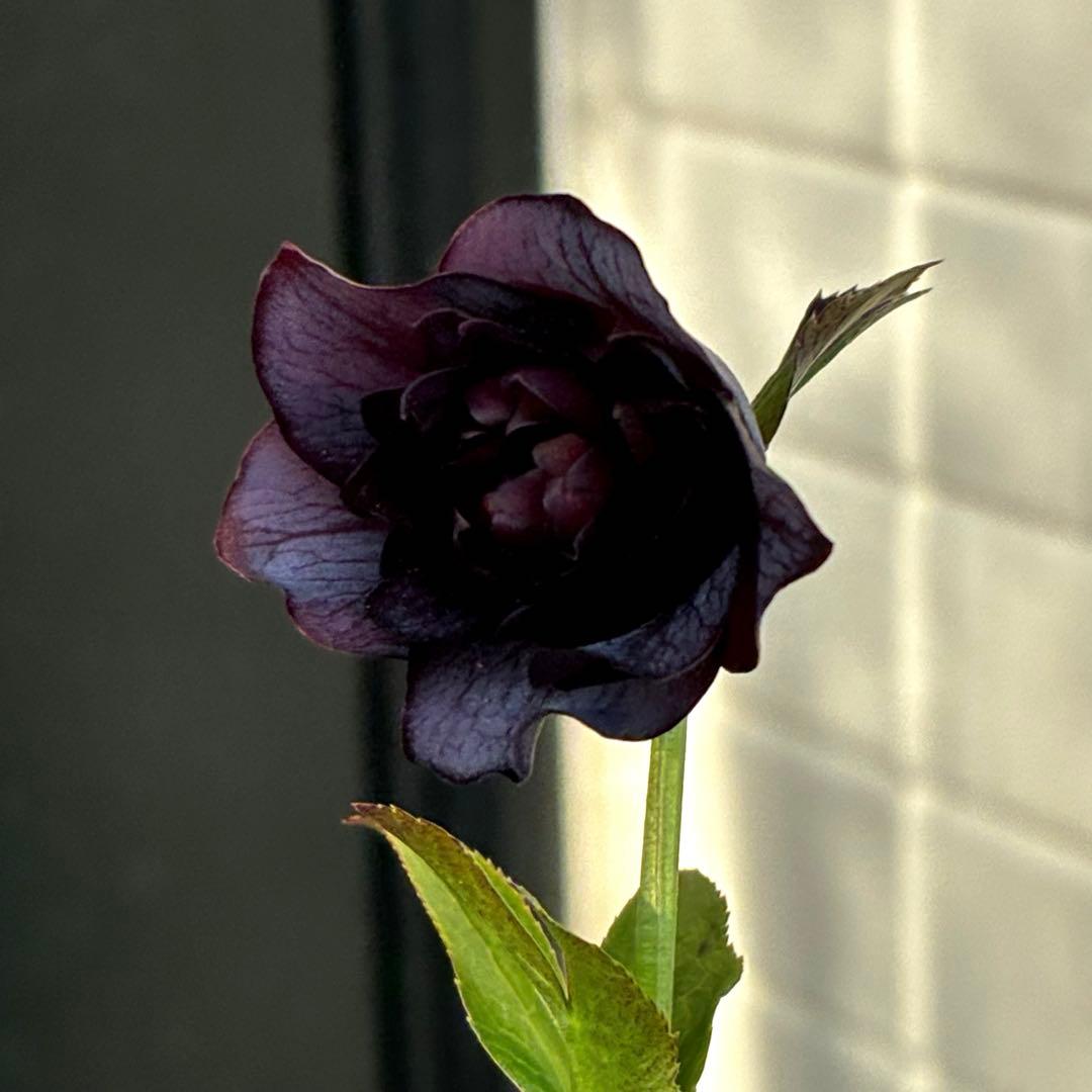 3813☘️2年間管理株☘️⭐️キラキラ輝き花弁⭐️黒⭐️小輪⭐️多弁⭐️艶ピコ⭐️広瀬園芸⭐️