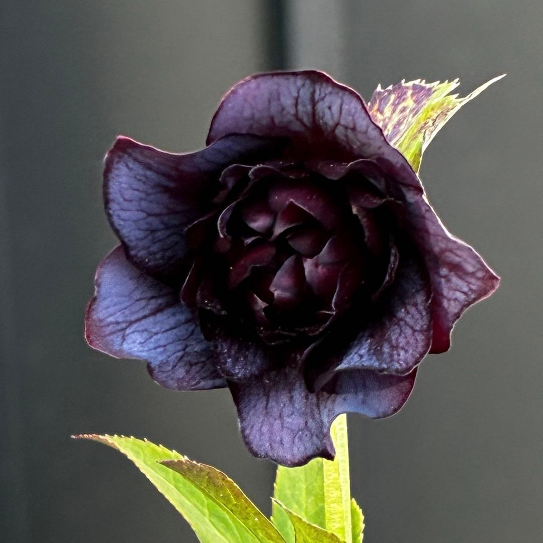 3813☘️2年間管理株☘️⭐️キラキラ輝き花弁⭐️黒⭐️小輪⭐️多弁⭐️艶ピコ⭐️広瀬園芸⭐️