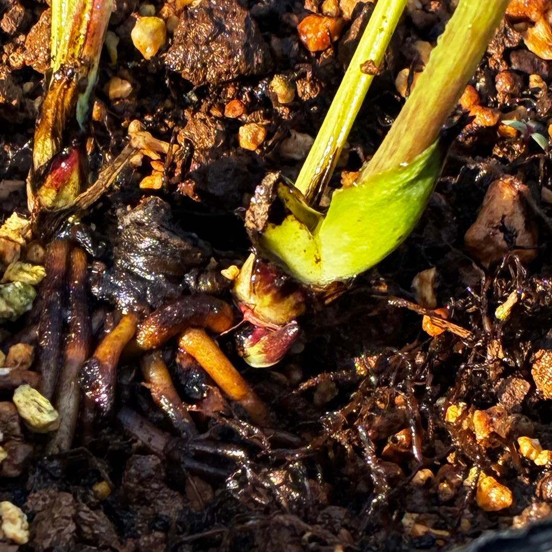3813☘️2年間管理株☘️⭐️キラキラ輝き花弁⭐️黒⭐️小輪⭐️多弁⭐️艶ピコ⭐️広瀬園芸⭐️