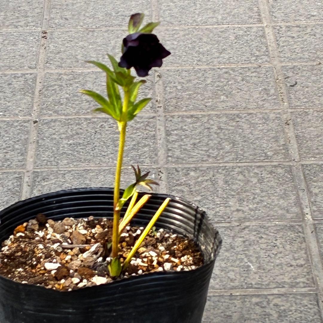 3813☘️2年間管理株☘️⭐️キラキラ輝き花弁⭐️黒⭐️小輪⭐️多弁⭐️艶ピコ⭐️広瀬園芸⭐️