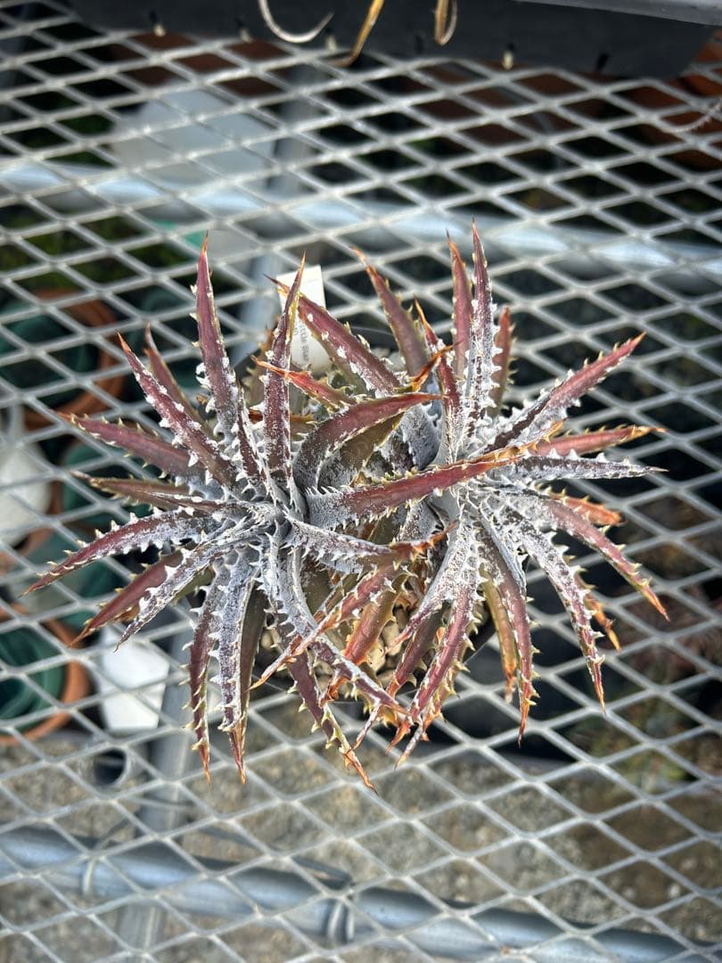 ディッキア Dyckia 'Brittle Star' F3 D040