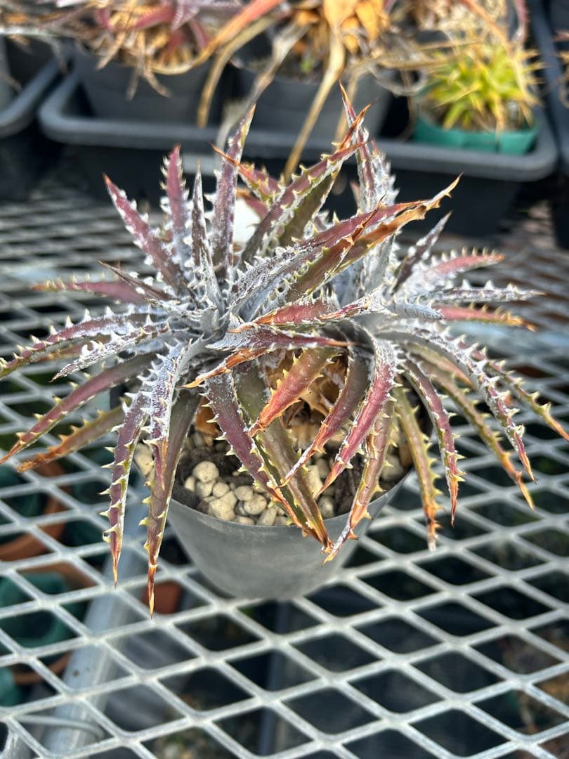 ディッキア Dyckia 'Brittle Star' F3 D040