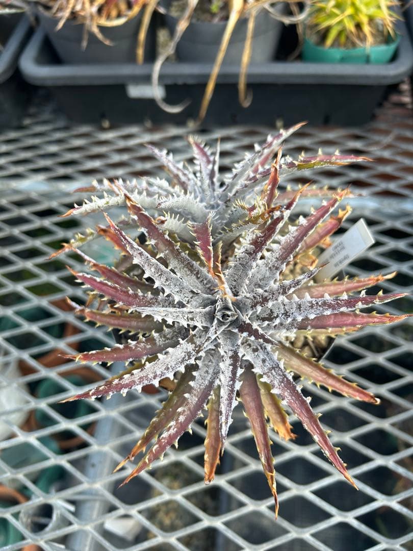 ディッキア Dyckia 'Brittle Star' F3 D040