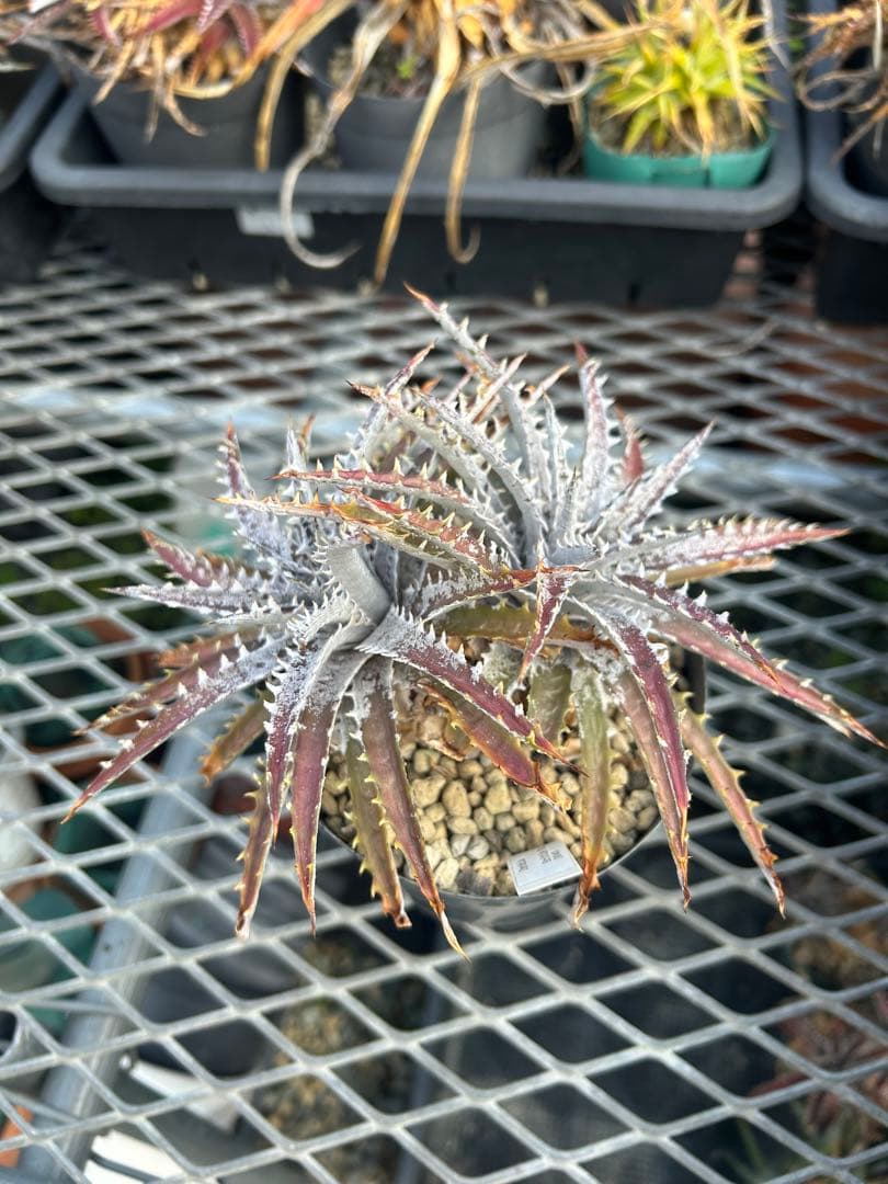 ディッキア Dyckia 'Brittle Star' F3 D040