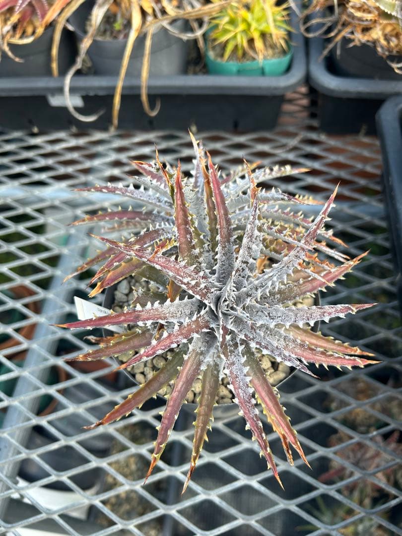 ディッキア Dyckia 'Brittle Star' F3 D040