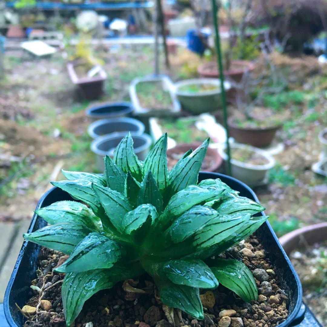 【激安】西瓜寿　アトロフスカミュータント　大株　高級品　裏窓　宝石　ジュエリー